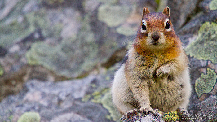 Wildlife photography ground squirrel 1