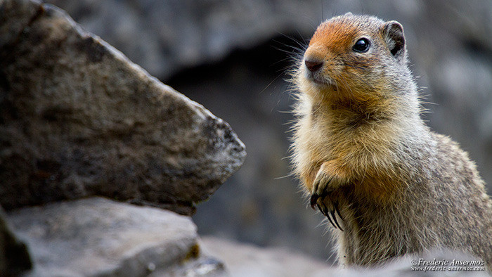 Wildlife photography ground squirrel 2