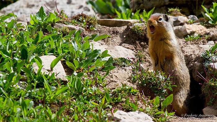 Wildlife photography ground squirrel