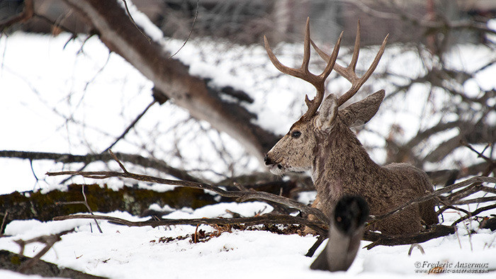 Wildlife photography male deer