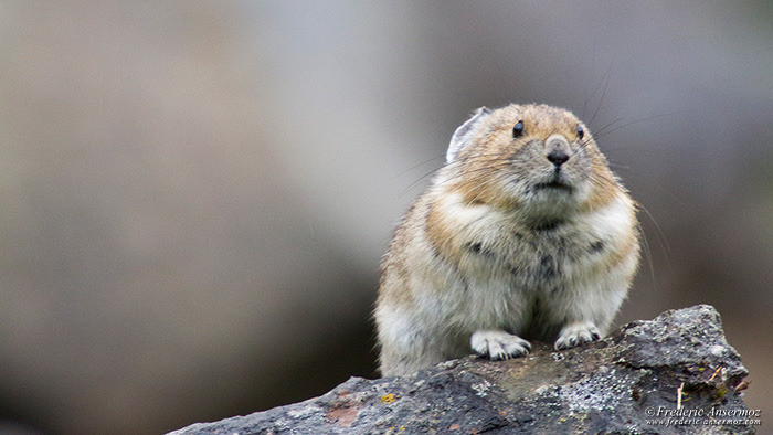 Wildlife photography pika 2