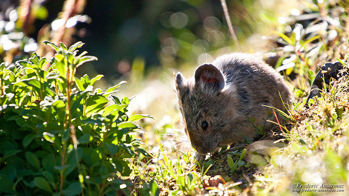 Wildlife photography pika