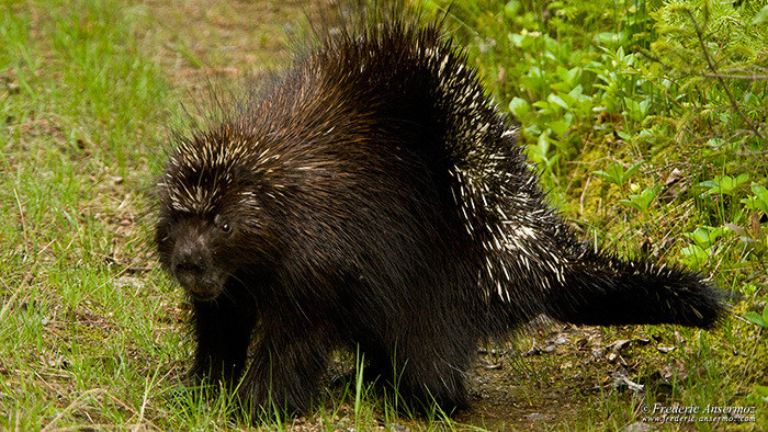 Wildlife photography porcupine