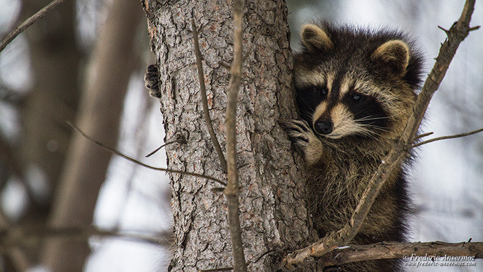 Wildlife photography raccoon