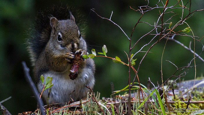 Wildlife photography squirrel 2