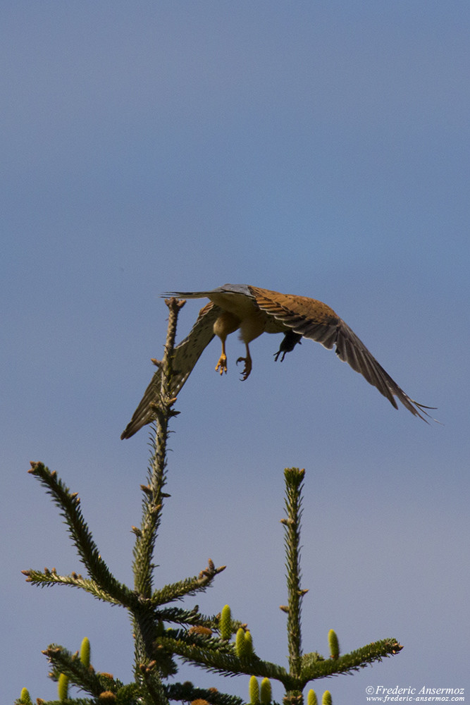 Falcon, Common kestrel catching a rodent