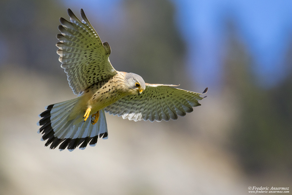 Falcon, Common kestrel