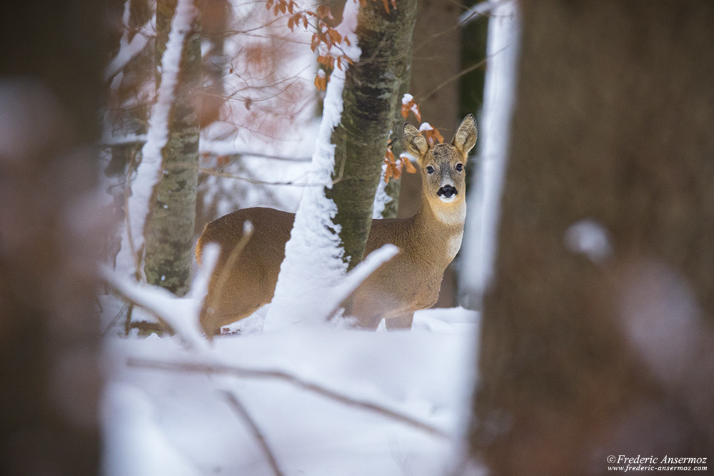 Roe deer in the woods, winter snow