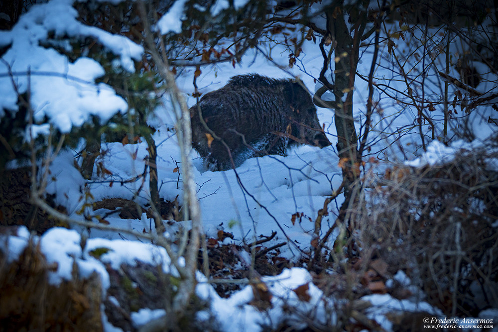 Wild boar in the snow