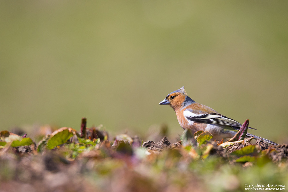 Common chaffinch looking for seeds and food