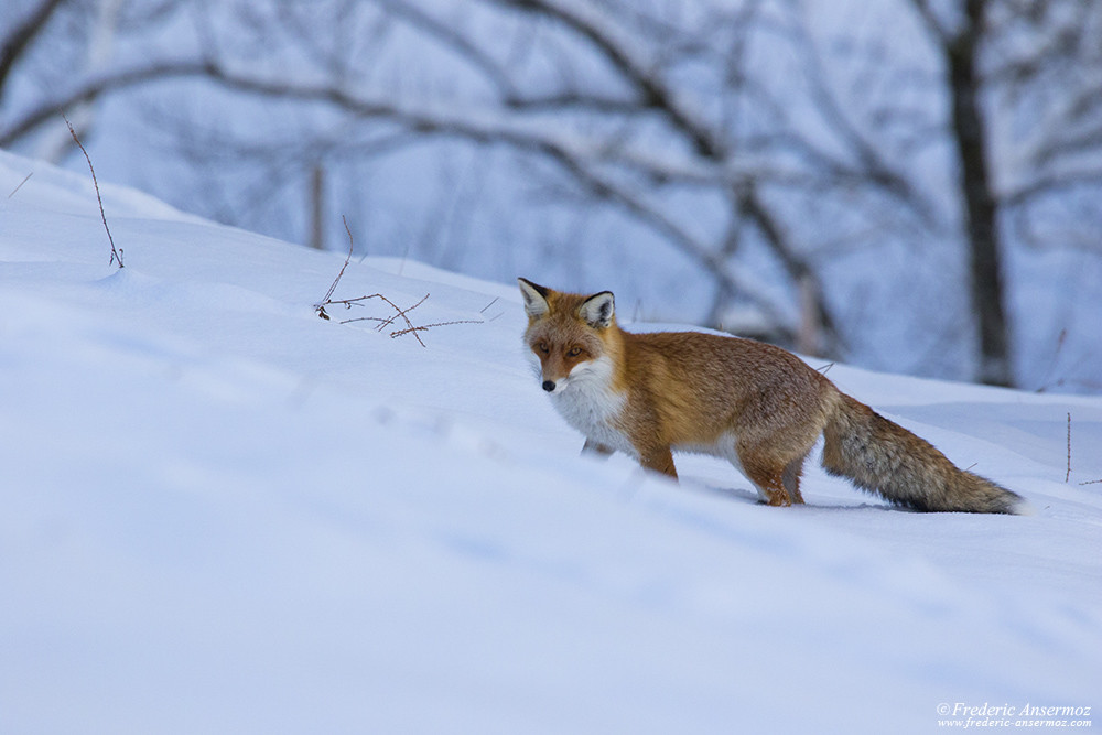 Fox hunting in the snow