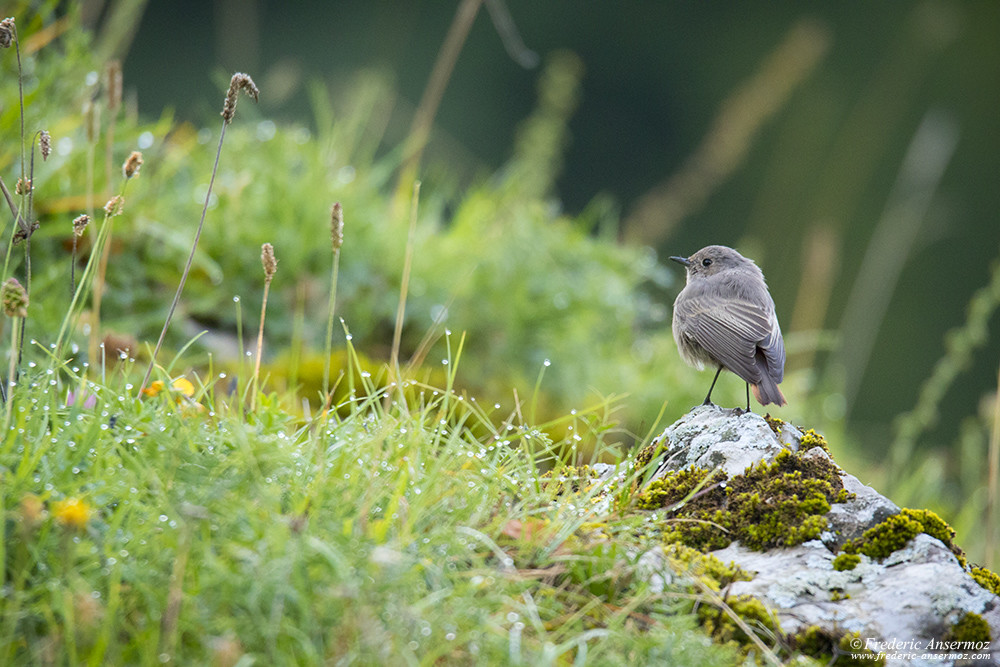 Black redstart on a rock with morning dew