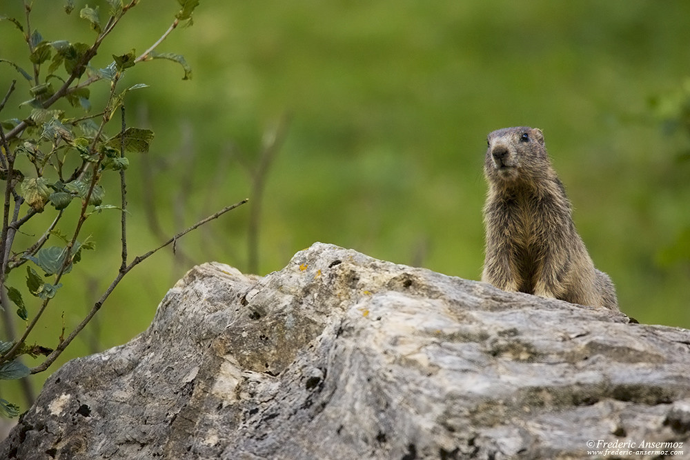 Jeune marmotte sur un rocher