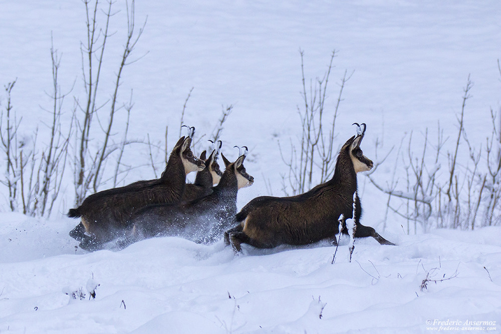 Groupe de chamois courant dans la neige