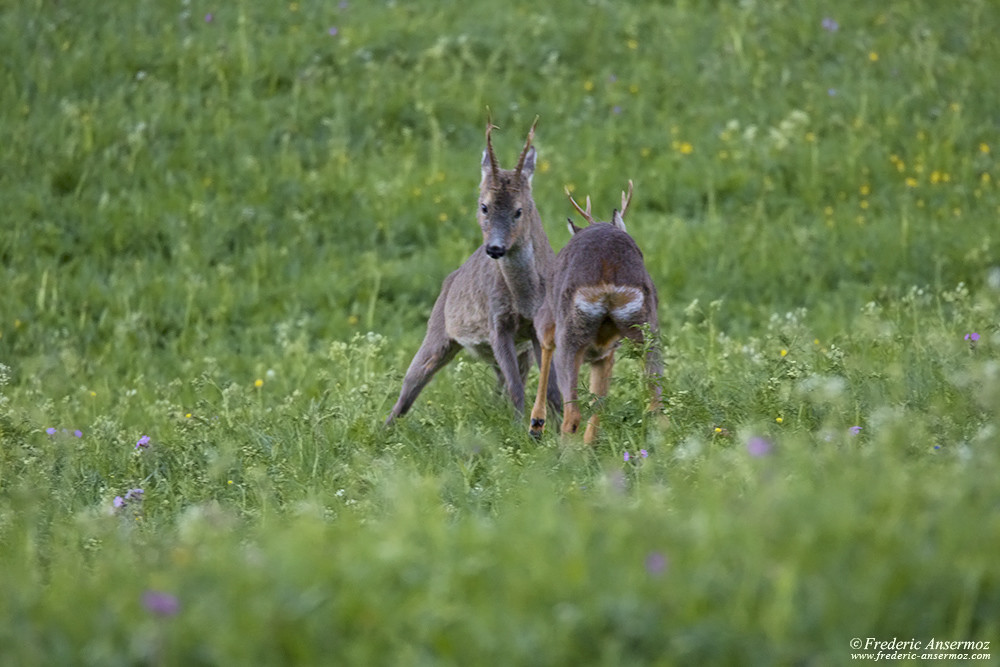 Male Roe deers fighting during the mating season