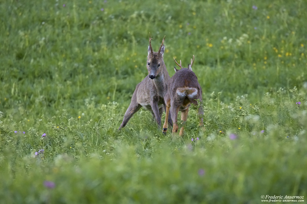 Chevreuils, combat de deux brocards durant le rut