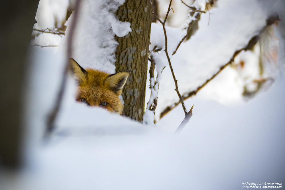 Renard dans la neige, regardant l'objectif