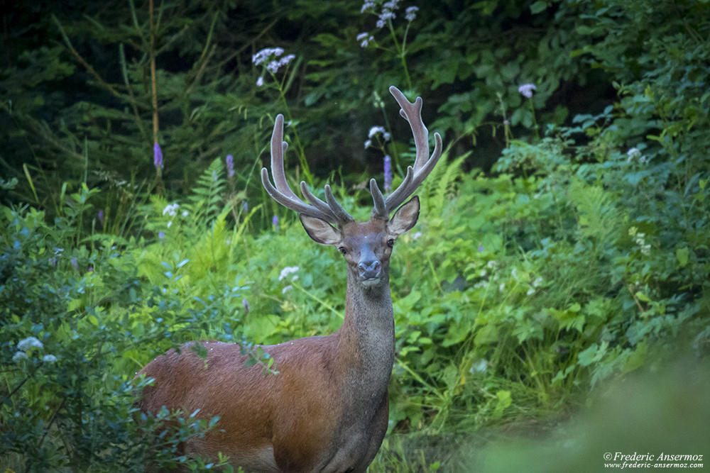 Red deer in the woods