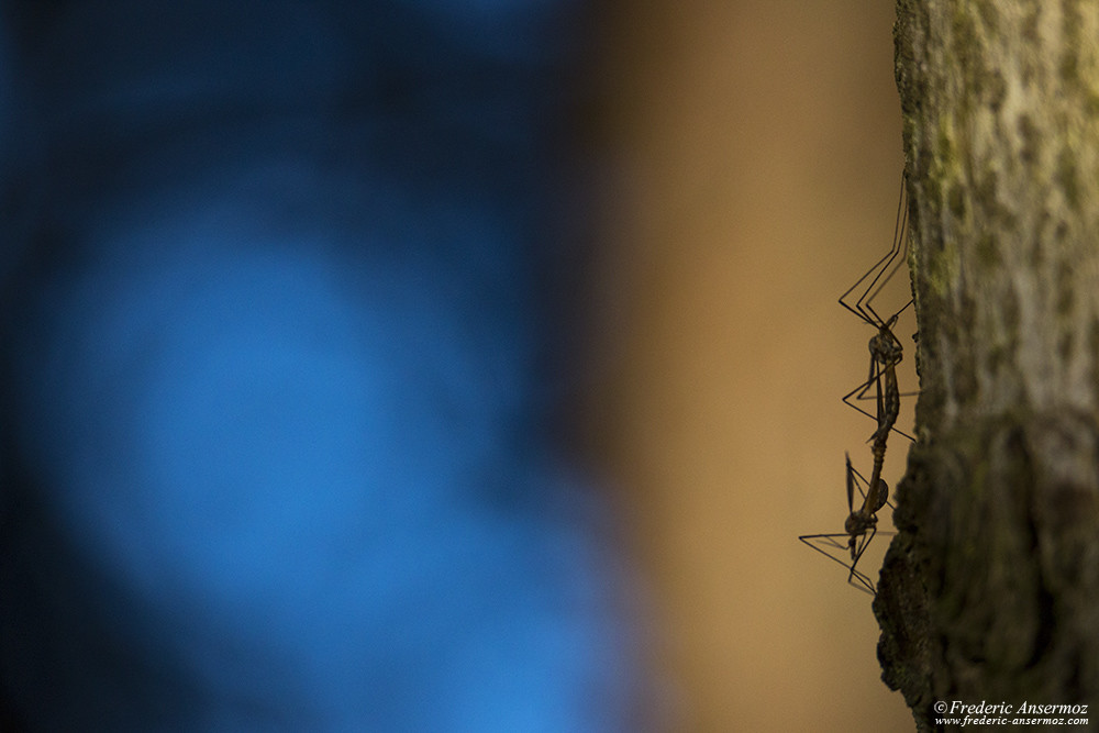 Insects mating, tipula ( crane flies, daddy longlegs)