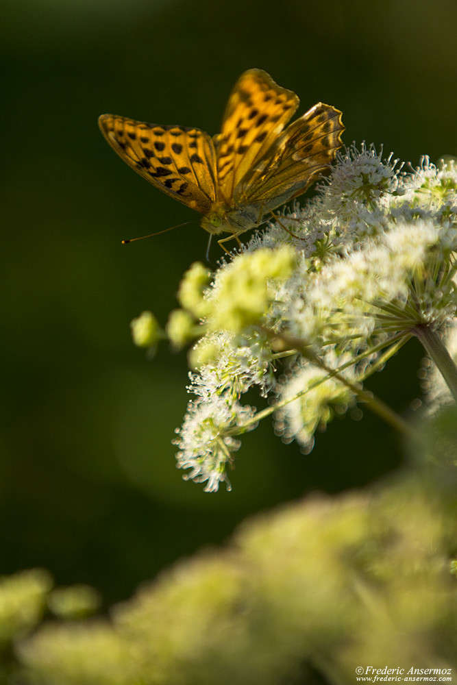 Butterfly, Cardinal (Argynnis pandora)