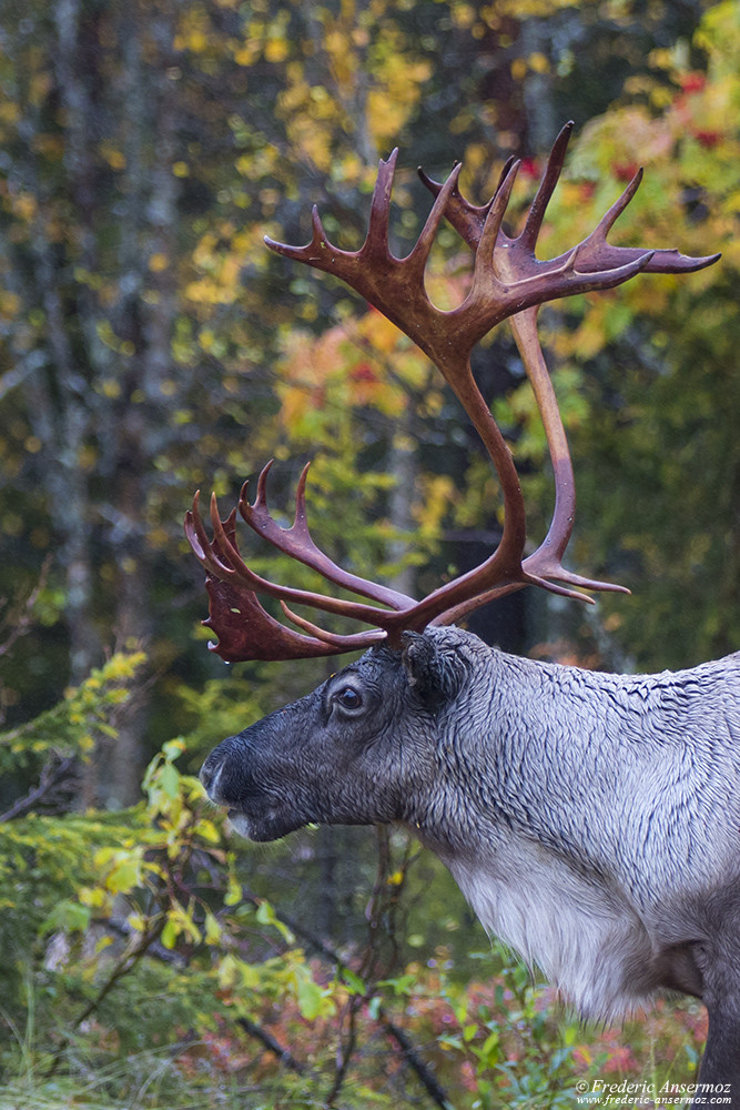 Reindeer with its antlers