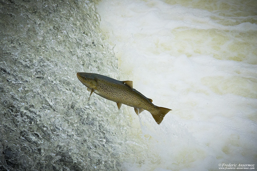 Trout jumping into waterfall