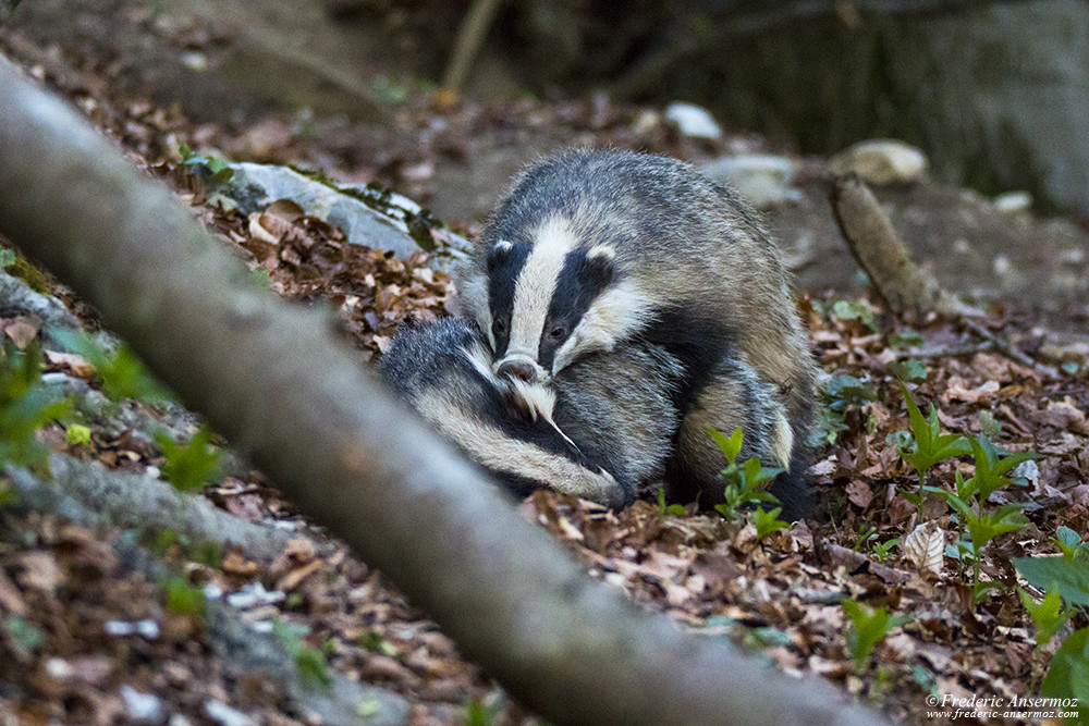 Badgers mating