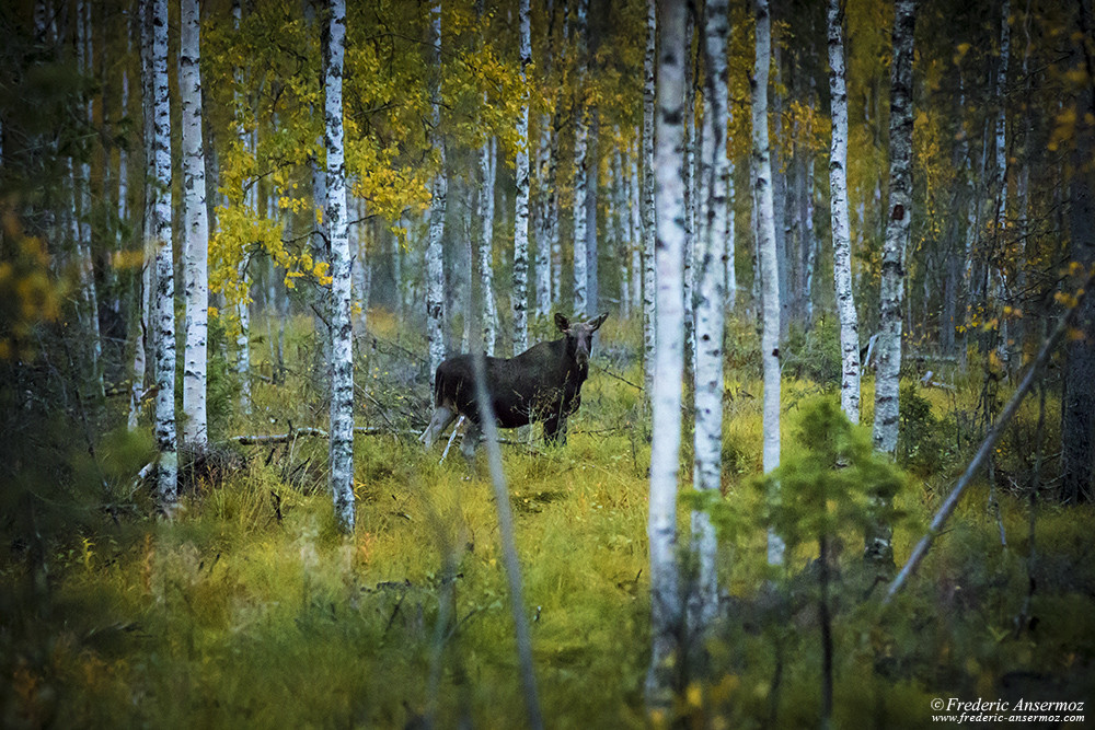 Élan dans la nature sauvage finlandaise