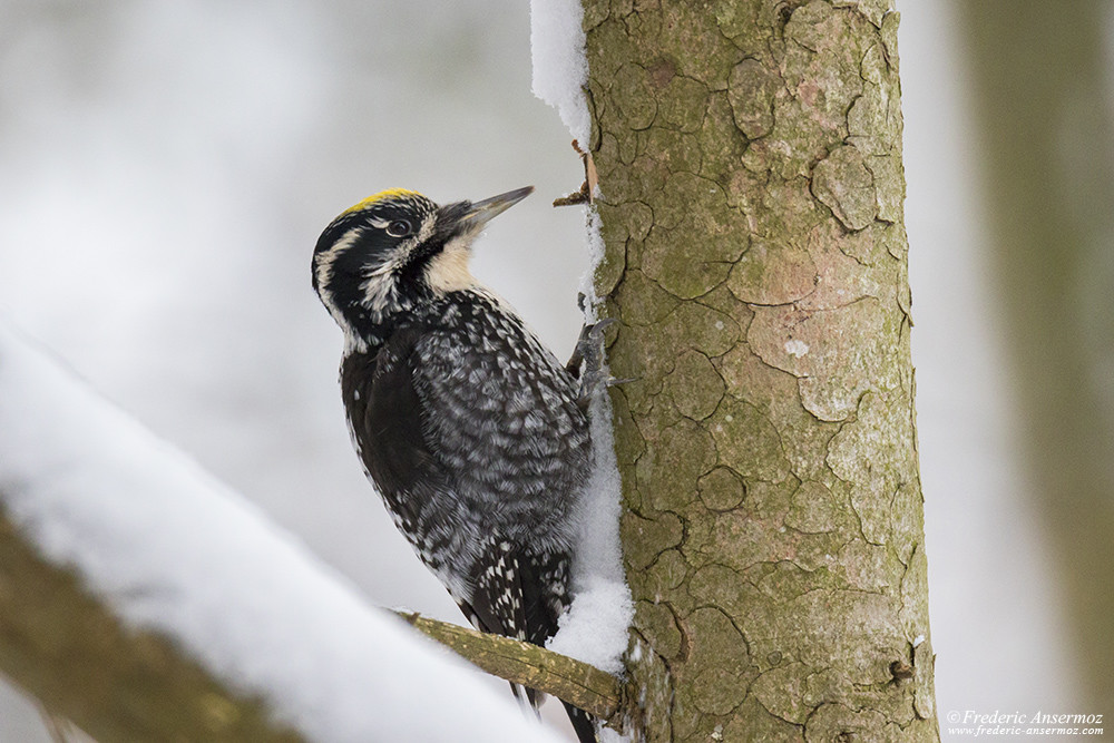 Eurasian three-toed woodpecker looking for food on a tree