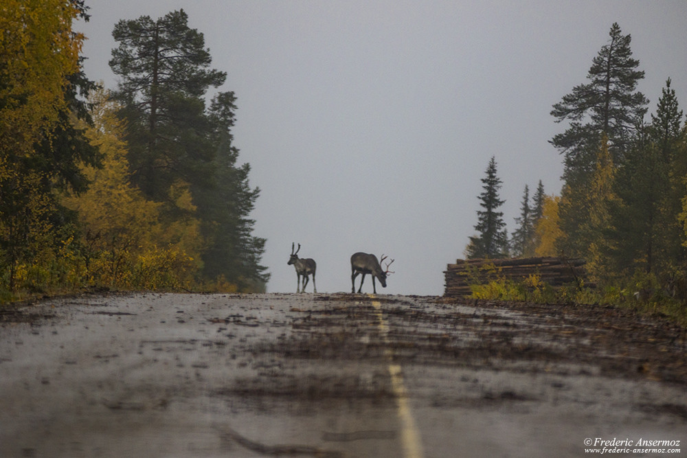 Reindeers crossing road in Finland