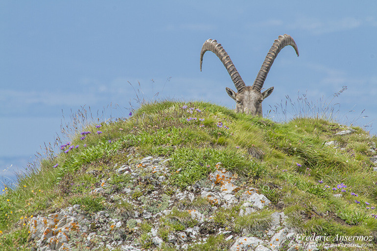 Ibex on top of the Vanil Noir, in the canton of Fribourg