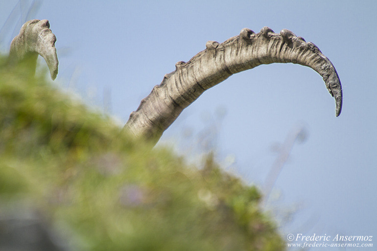 Ibex horns on the Vanil Noir