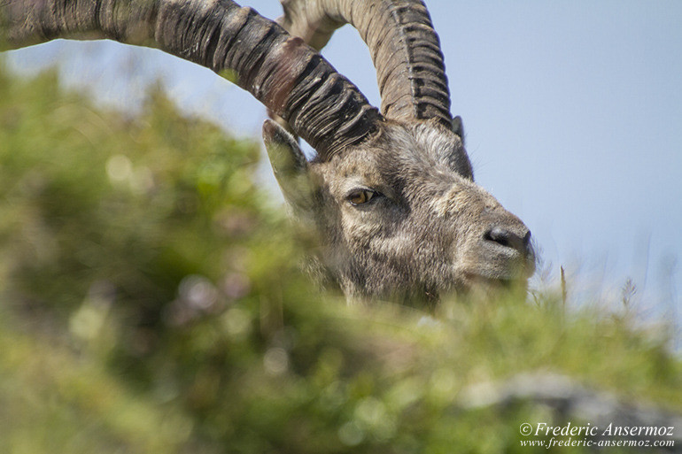 Portrait of ibex in the Apls, swiss wildlife