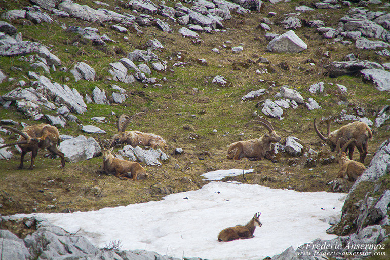 Chamois in the snow, surrounded by ibexes, Les Marindes, Fribourg