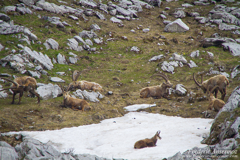 Chamois dans la neige, entouré de bouquetins, Les Marindes, Fribourg