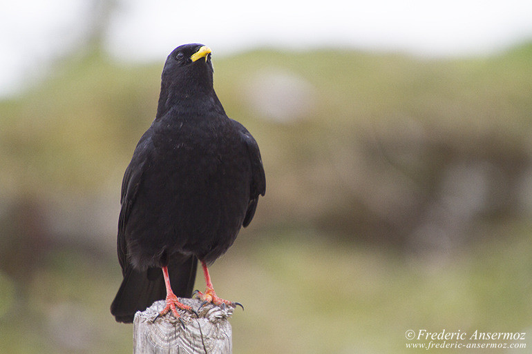 Chocard à bec jaune (Pyrrhocorax graculus) sur un piquet de clôture