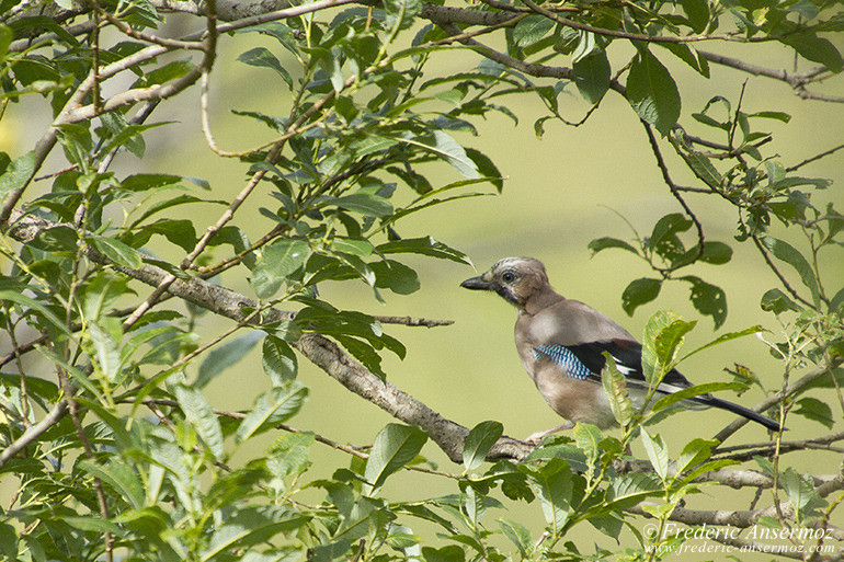 Eurasian jay (Garrulus glandarius) on a branch