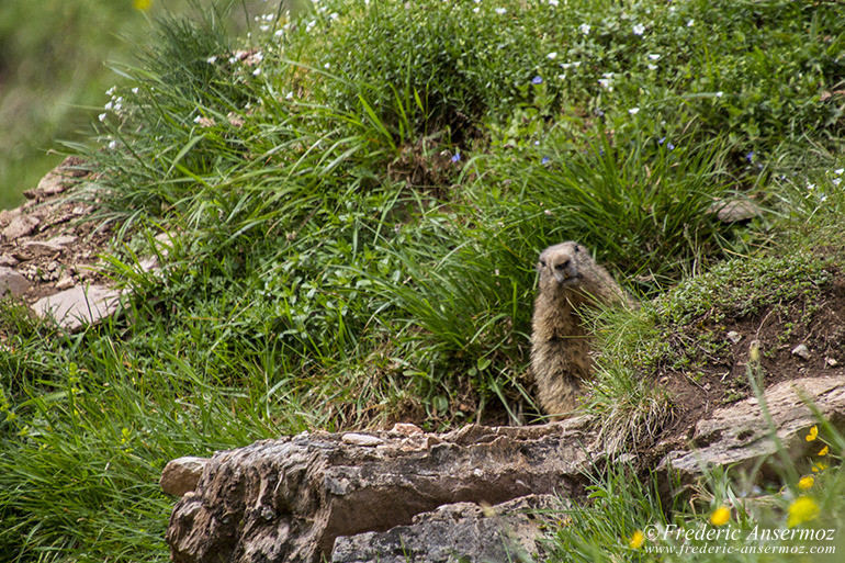 Une marmotte me regarde depuis son terrier