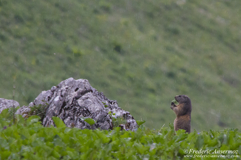 Standing marmot eating a leaf