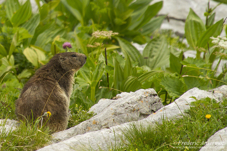 Marmot in the grass on the trail to Les Marindes