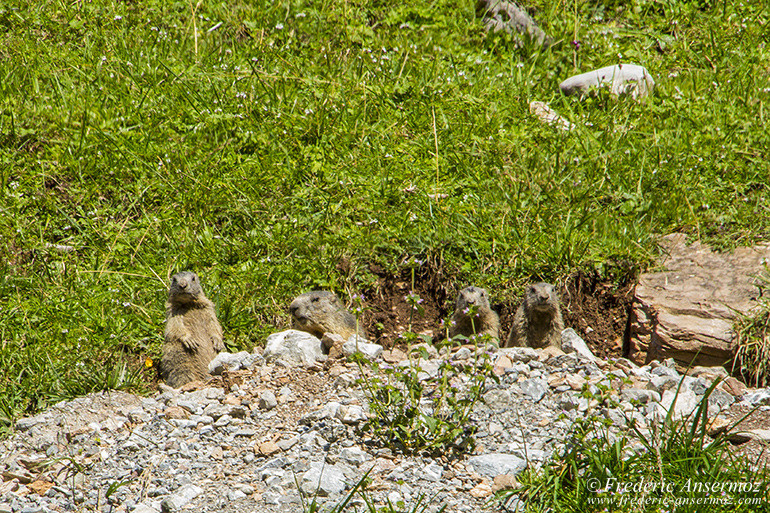 Group of marmots in front of their burrow