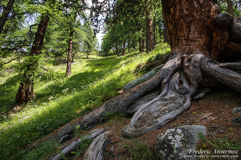 Zermatt switzerland 15