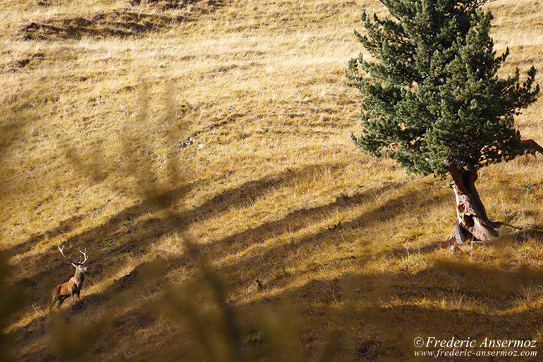 Zernez val trupchun 09