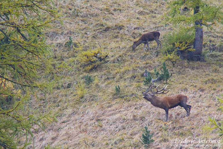 Brame du cerf au Val Trupchun, Zernez, Suisse