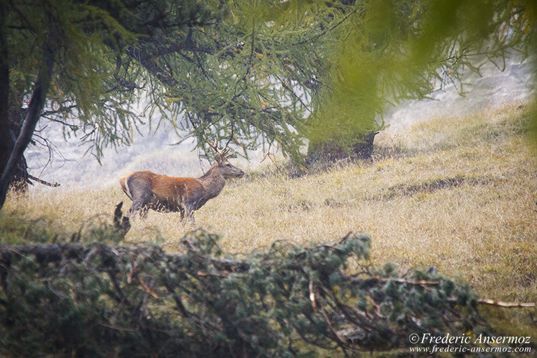 Zernez val trupchun 15