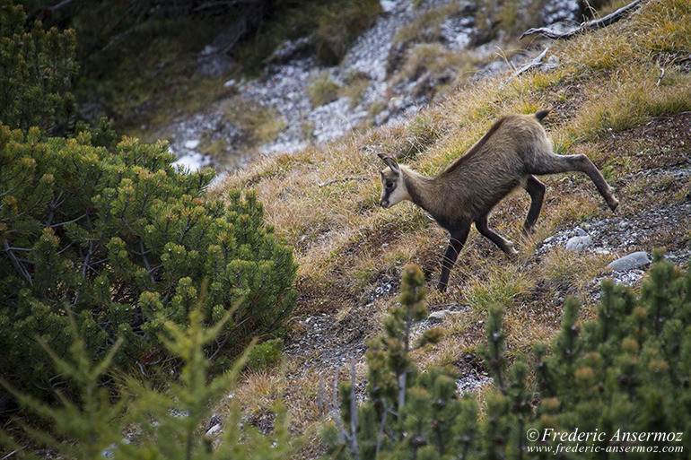 Zernez national park 09