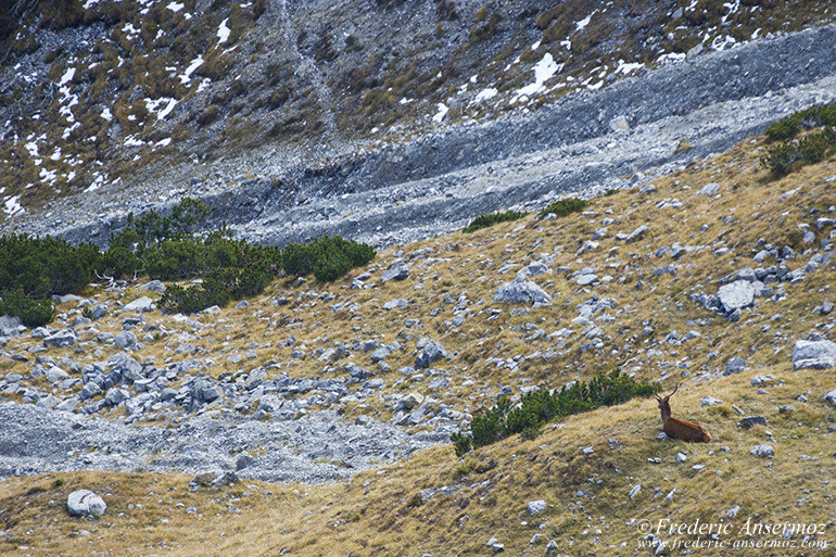 Zernez national park 19