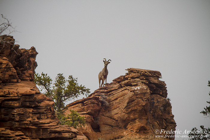 Zion park 1081